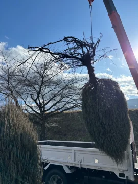 伐根